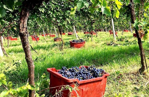 Tortoreto Resort | Residence Tortorella