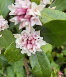 Massey House | Romantic vintage retreat away in West Auckland