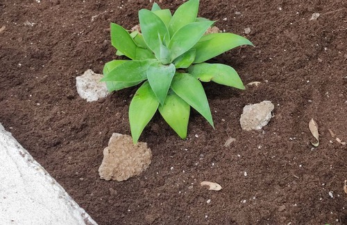 Atogo Ski Chalet | Romantico chalet in stile canario con Jacuzzi e piscina a 7 minuti dalla playa i