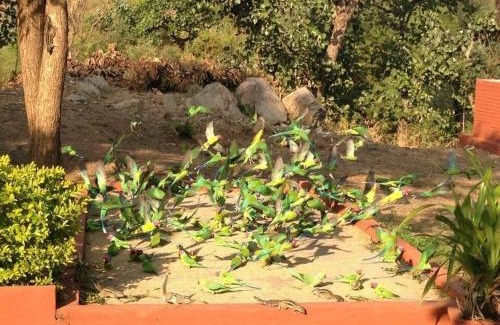 Desuri Hotel | Roopam Resort Ranakpur