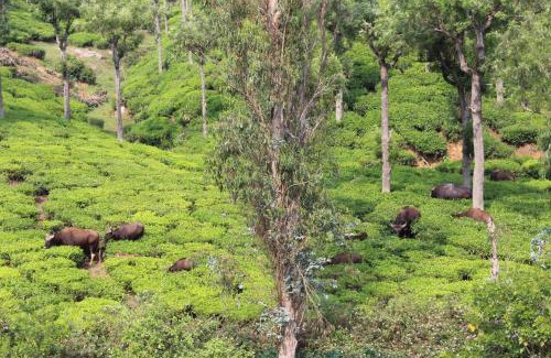 Coonoor Resort | Rustling River Resort