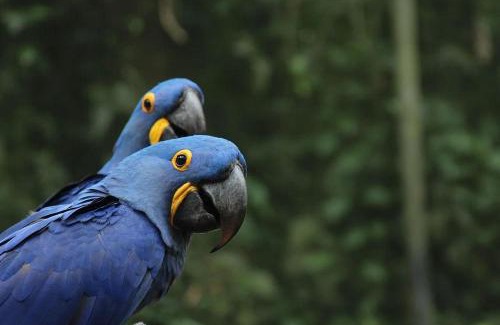 Sao Conrado Apartment | São Conrado - Natureza