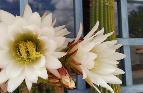 Payogasta House | Sala de Payogasta