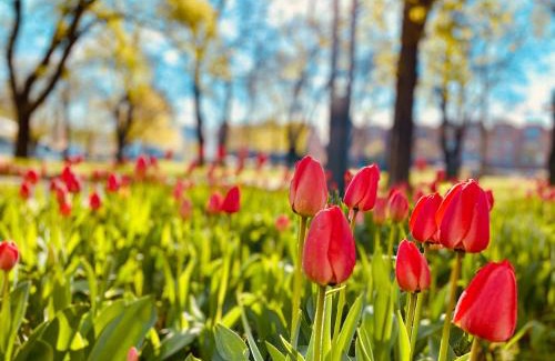 Rummelsburg Apartment | Schöne Aussichten mitten in Berlin - il sole