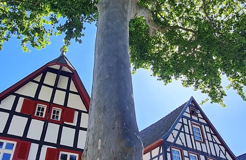 Erpel House | Schöne Ferienwohnung in Erpel Direkt am Rheinsteig. Kleine Haustiere Willkommen