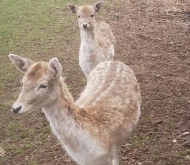 Oberlascheid Apartment | Scheunendomizil