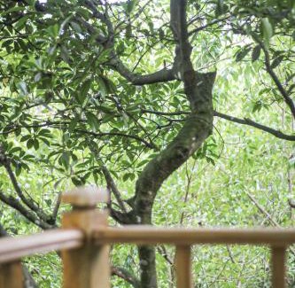 Matara House | Seasons Four Mini Jungle Cabana