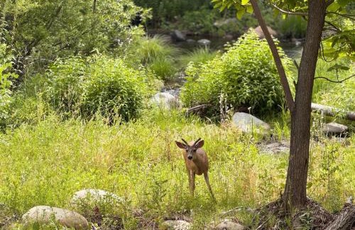 Three Rivers House | Sequoia Vintage A-frame River Retreat