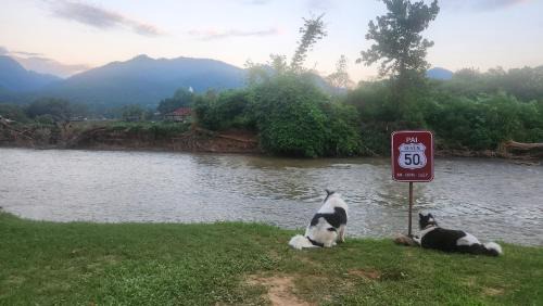 Pai Other | Seven 50s