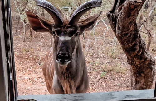 Marloth Park Villa | Shongololo Bush Villa Next to the Kruger National Park South Africa.