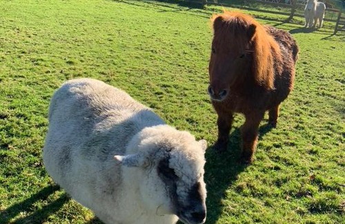 Helford Passage Other | Silverspring Glamping The Shepherds Hut