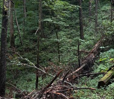 Gatlinburg - Pigeon Forge House | Smoky Mountains FamiLee Cabin in Wears Valley 2/2