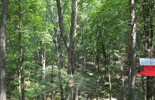 Calvin House | Songbird Cottage - Quiet Secluded A-Frame Cabin. Raystown Lake, E Broad Top RR