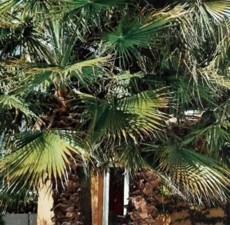 Saint-Jean-de-Cornies Villa | Sous la Paillote.