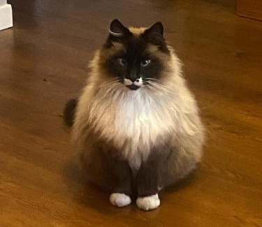 Lavaur Villa | Sous les chênes de Lavaur - détente et télétravail