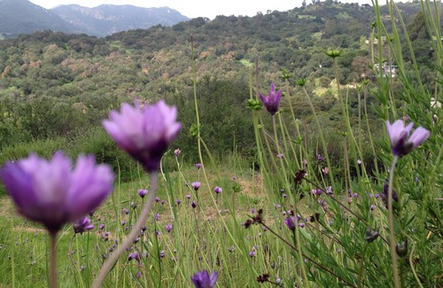 Topanga Apartment | Spacious Studio Nestled in Nature