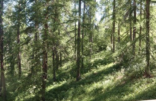 Les Orres Apartment | Studio calme en forêt, proche télésiège et commerces - FR-1-322-289