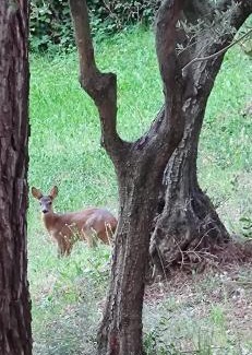 Lorenzana Villa | Stunning Country House overlooking Tuscany hills