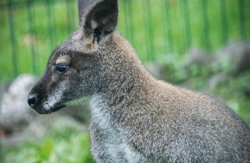 Pen-y-cae Apartment | Suite 4 - Sleeping Giant Hotel - Pen Y Cae Inn