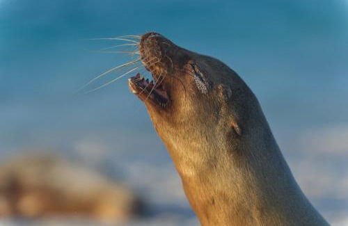 Puerto Baquerizo Moreno Apartment | Suite Arena, a pocos metros de la playa