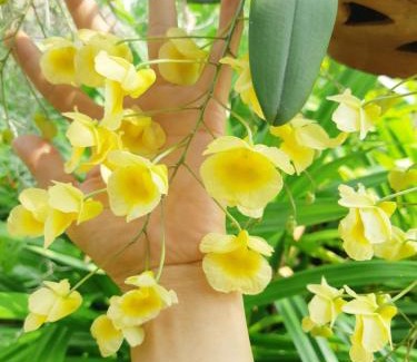 Saraphi House | Sukjai Homestay