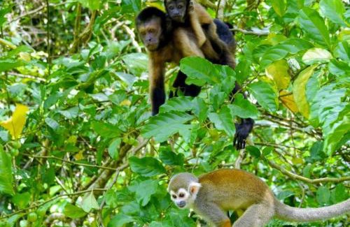 Clevia Resort | Surinat Luxury Resort