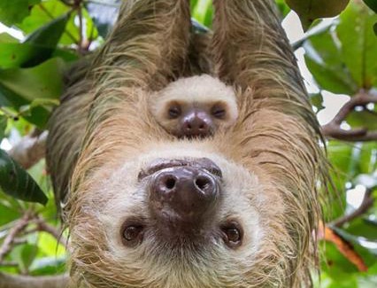 Clevia Resort | Surinat Luxury Resort