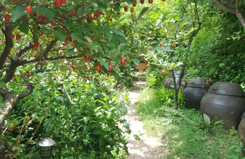 Hadong Bed & Breakfast | Tea Field Guest House