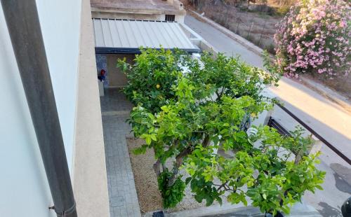 Punta Secca House | Terrazzo il Limone