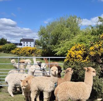 Dromore House | The Alpaca Farmhouse with hot tub and alpaca experience included