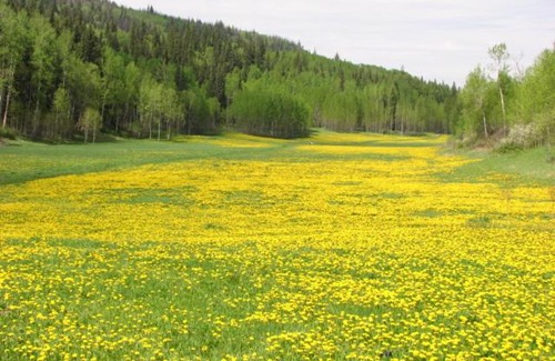 Prince George Bed & Breakfast | The Grateful Bed B'n'B