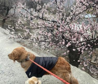 Karimabad Resort | The Guest House Hunza