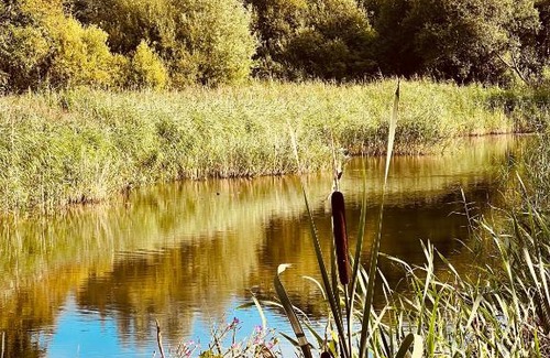 Meare Other | The Moorhen