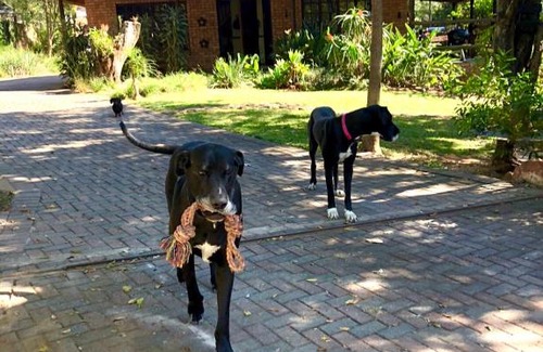 Nelspruit Apartment | The Owls Thatch Guestcottage