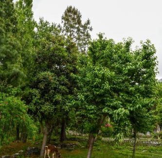 Gilgit House | The Pecan Resort