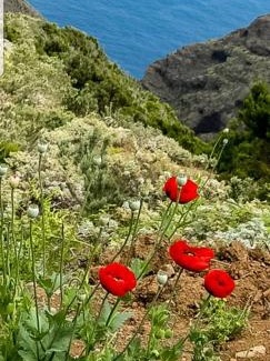 Las Caletillas House | THE POPPIES Guest House - 100m Ocean - Private Spaces