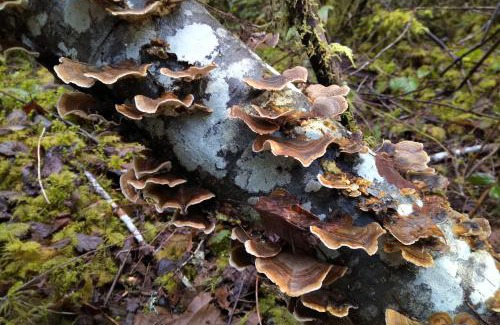Madeira Park House | The Shed at Moon Dance