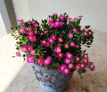 Nikita Hotel | Theano Luxury Suites Nikiti