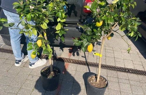 Ercolano Apartment | Thirty-fifthsuite