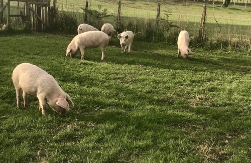 Lago Ranco Apartment | Tiny House con Tinaja Adicional