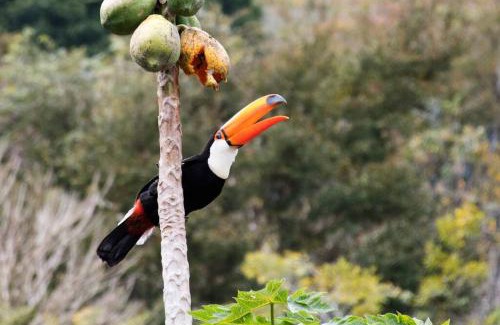 Floresta House | Tiny house florestinha