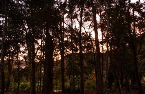 Floresta House | Tiny house florestinha