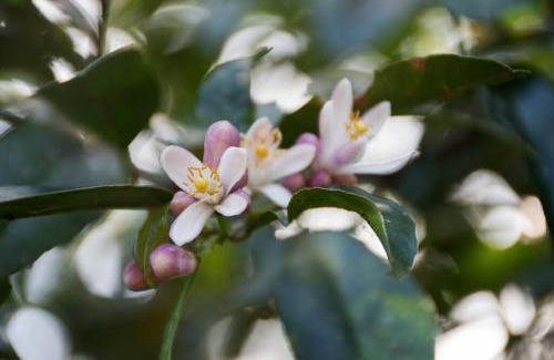 Floresta House | Tiny house florestinha