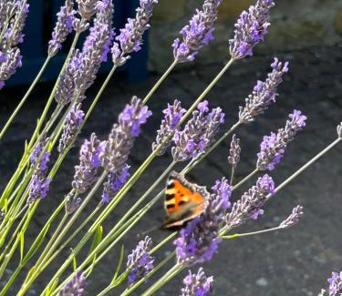 Scawton House | Twattleton Cottage Kilburn Yorkshire - Beautiful views