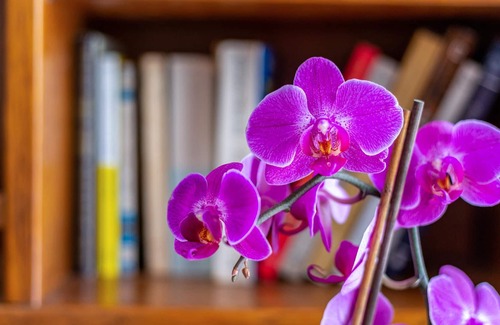 Puerto del Rosario Apartment | Vacation Home "Casa Alba 2" with Wi-Fi & Terrace