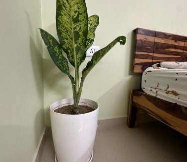 Kalyanpur House | Veridian Villa