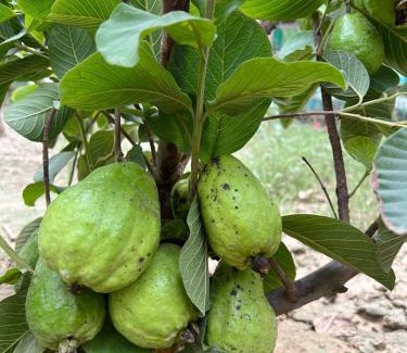 Kalyanpur House | Veridian Villa