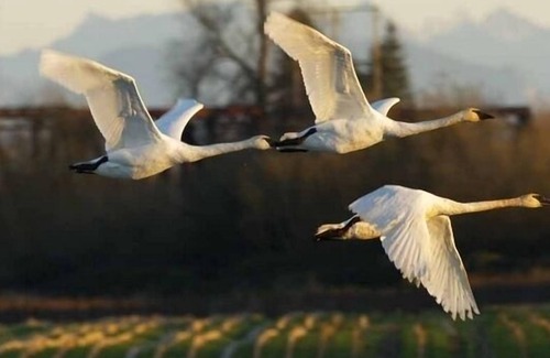 Snohomish Cottage | View cottage perched on 2 country acres/romantic/refreshing/relaxing/private
