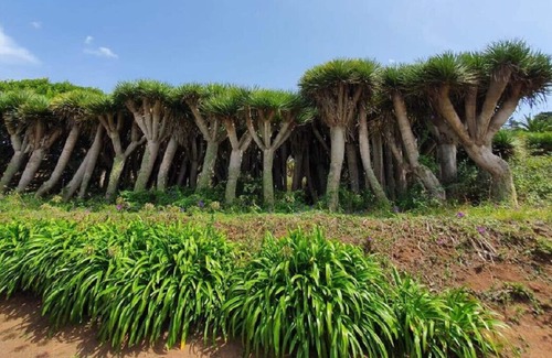 Tacoronte Cottage | Villa Canaria exclusiva vista mar con jacuzzi