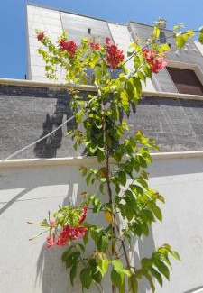 Ajman House | Villa 6